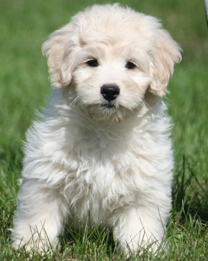 White best sale miniature goldendoodle